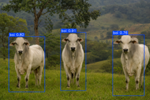 Três bovinos em uma pastagem identificados por inteligência artificial com bounding boxes e níveis de confiança estilo YOLO