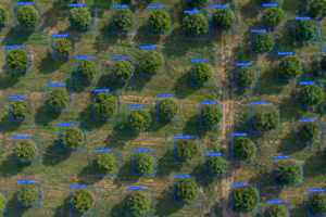 Ortoimagem de drone com árvores detectadas automaticamente por inteligência artificial usando bounding boxes estilo YOLO.