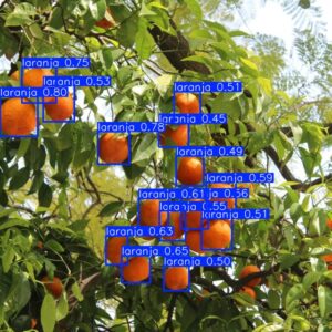 Laranjas detectadas automaticamente por inteligência artificial em uma árvore utilizando bounding boxes estilo YOLO.